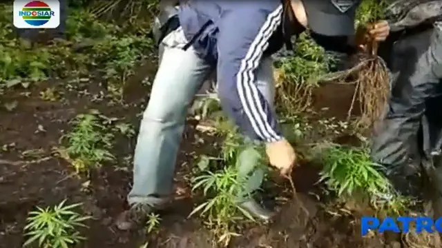 Polisi Temukan Ladang Ganja Lebih dari 1 Hektare di Bengkulu