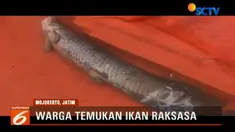 Ikan berjenis arapaima ini memiliki panjang 157 sentimeter dan memiliki berat sekitar 30 kilogram.
