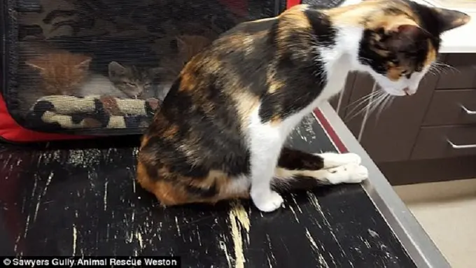 Kucing Ini Ajarkan Kita Jangan Menyerah Dalam Hidup 