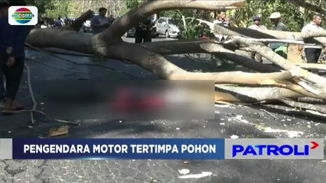 Seorang pengendara sepeda motor tewas, dan satu korban lainnya kritis akibat tertimpa pohon tumbang saat melintas di jalur pantura Hutan Baluran, Situbondo, Jawa Timur.