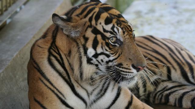 Dua Orangutan Pulang Kampung ke Kalimantan