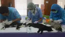 Dinas Ketahanan Pangan, Kelautan dan Pertanian (DKPKP) pemprov DKI Jakarta melakukan kastrasi atau pengebirian terhadap hewan peliharaan jenis kucing di Kecamatan Duren Sawit, Jakarta, Rabu (28/3). (Merdeka.com/Imam Buhori)