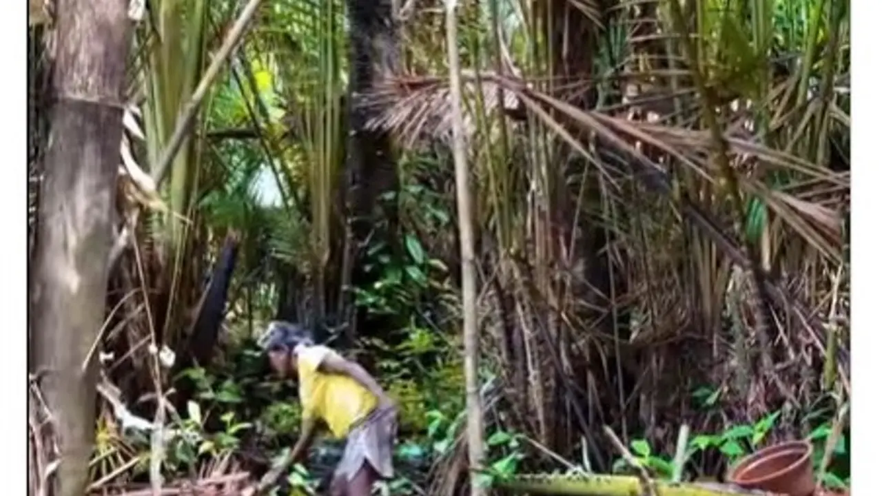 Mengenal Hutan Lembah Grime Nawa Papua, Rumahnya Burung Cendrawasih dan Tanaman yang Bisa Mengobati Penyakit Kulit