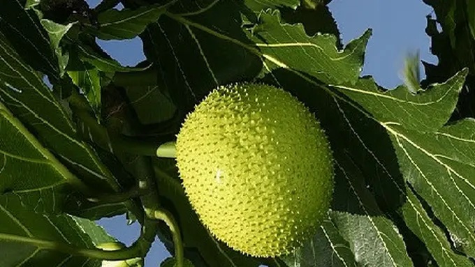 buah sukun