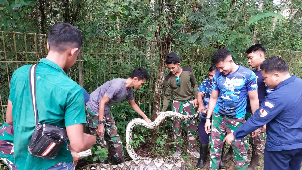 Seekor ular piton bermotif kembang, menerobos pagar pembatas di Lanud Halu Oleo Kendari lalu memangsa rusa peliharaan, Rabu (14/6/2023).(Liputan6.com/dok warga)