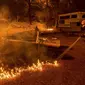 Seorang petugas pemadam menyemprotkan air saat kebakaran di dekat Mountain Ranch , Kalifornia, Amerika Serikat, Jumat (11/9/2015). Gubernur Kalifornia, Jerry Brown mengumumkan keadaan darurat untuk wilayah Amador dan Calaveras. (REUTERS/Noah Berger)