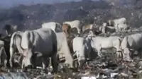 Sapi-sapi pemakan sampah dari TPA Putri Cempo Solo, beredar di sejumlah daerah.