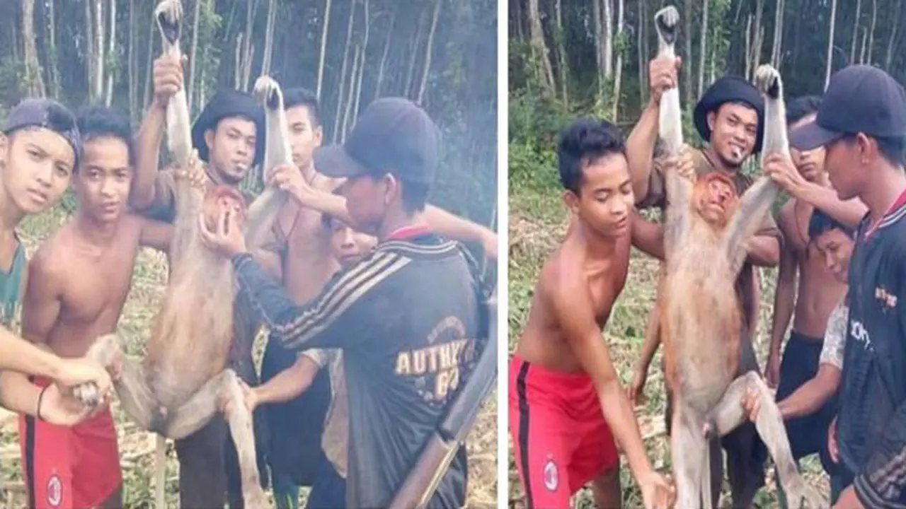 Bocah Alay Tangkap Satwa Langka Bekantan dan Dipajang di Facebook