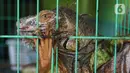 Hewan Iguana terlihat di Pasar Hewan Barito, Kebayoran Baru, Jakarta, Senin (24/10/2022). Sebanyak 85 kios di Pasar Hewan Barito kembali beroperasi setelah rampung direnovasi selama lima bulan untuk memberikan kenyamanan bagi pedagang dan pembeli. (Liputan6.com/Herman Zakharia)