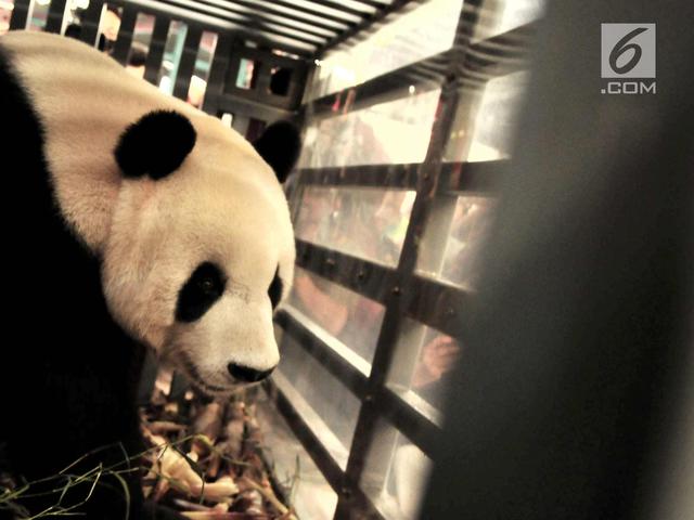48 Gambar Hewan Panda Yang Cantik Gratis Terbaru