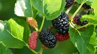 Mulberry, Kecil Bernutrisi dengan Banyak Manfaat Kesehatan