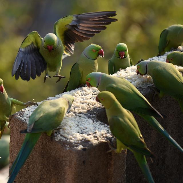 Gambar Burung Parkit – pulp