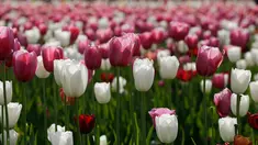 Bunga-bunga tulip yang merekah di taman bunga tulip pertama di Cornaredo, dekat Milan, Senin (23/4). Pasangan asal Belanda, Edwin Koeman dan Nitsuje Wolanios menanam sekitar 350.000 tangkai dari 72 varietas berbeda di lahan tersebut. (AP/Luca Bruno)