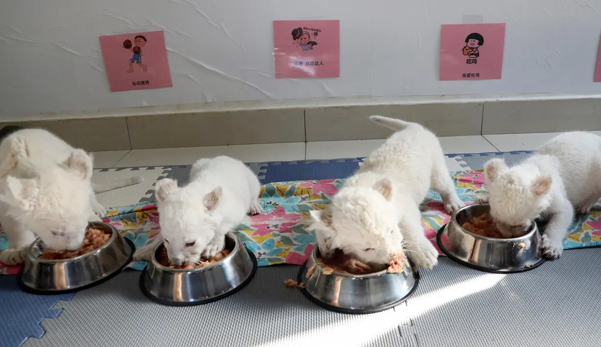 Anak singa putih kembar empat memakan daging di Taman Safari Hutan Nantong di Kota Nantong, provinsi Jiangsu, China timur, Senin (21/12/2020). Anak kembar empat berusia satu bulan diharapkan melakukan debut publik pertama mereka Sabtu ini. (Photo by STR / AFP)