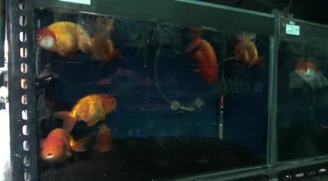 Image result for ikan mati karena mati lampu