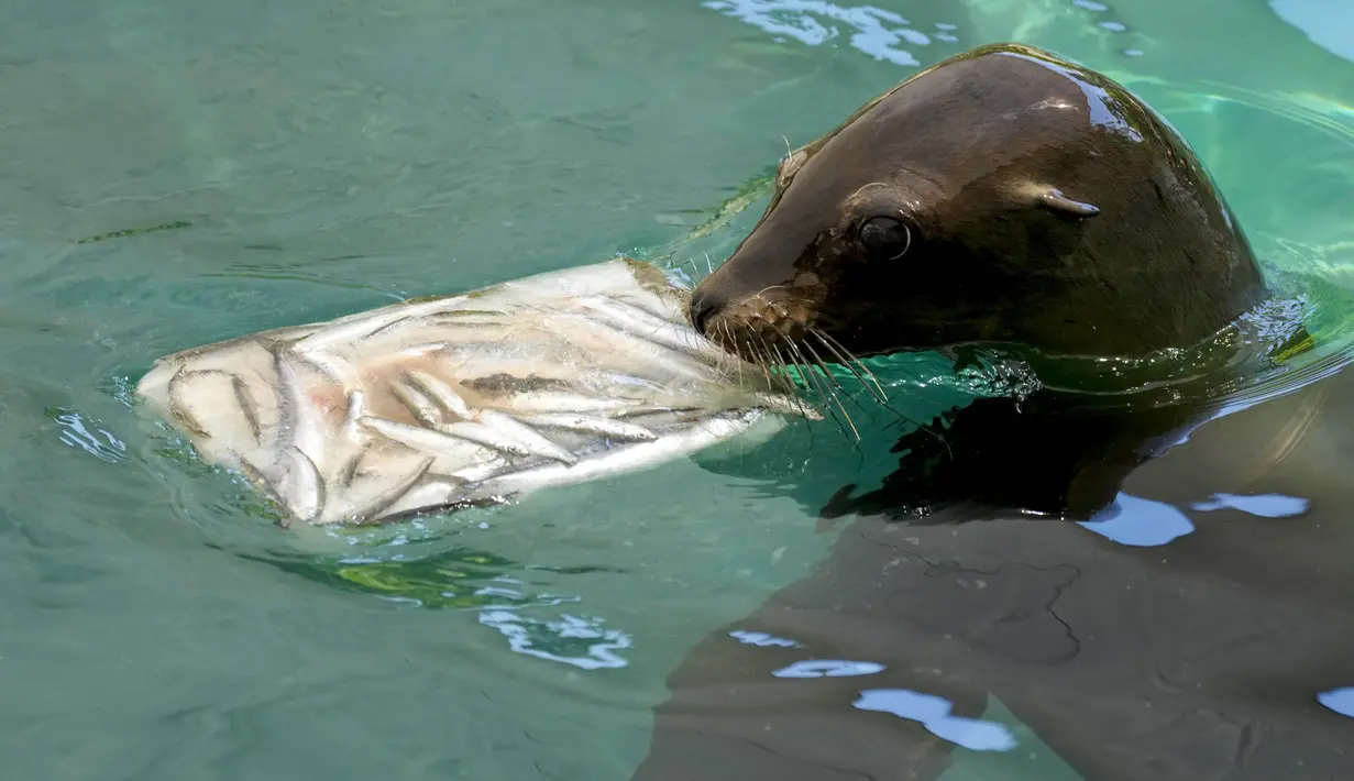 Seekor anjing laut makan dari es dengan ikan beku pada hari yang panas di Bioparco di Roma, Italia, Selasa (19/7/2022). Penjaga kebun binatang di Bioparco sering memberi hewan es balok dengan buah atau daging di dalamnya pada hari-hari musim panas. (AP Photo/Andrew Medichini)