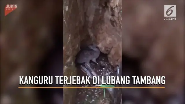 Seekor kanguru terjebak di lubang tambang di Australia.