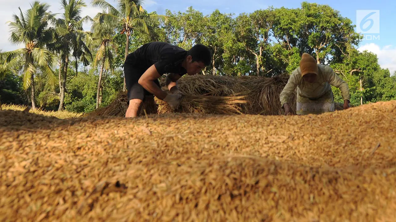 Harga Gabah Kering Turun
