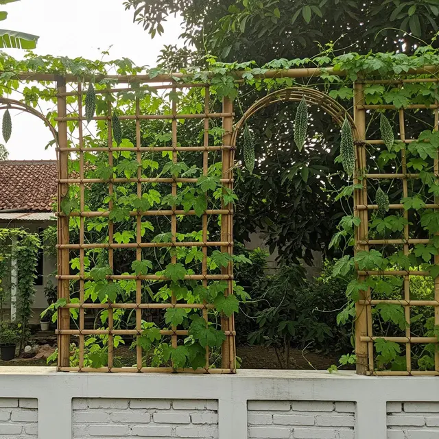 Inspirasi Kebun Pare Rambat di Pagar Rumah Kecil