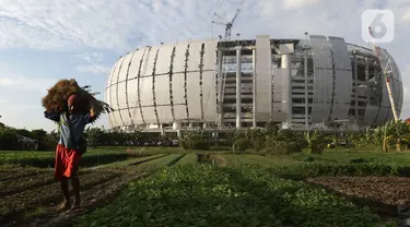 Petani memanen kangkung di lahan garapan kawasan Papanggo, Jakarta Utara, Rabu (1/12/2021). Para petani di kawasan tersebut menggantungkan hidup dengan menyewa lahan garapan untuk bercocok tanam sayuran seperti kangkung, bayam, ubi, dan daun kemangi. (Liputan6.com/Helmi Fithriansyah)