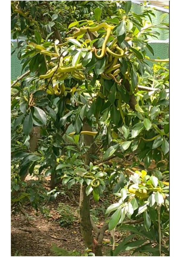 Viral Penampakan Puluhan Ular Hijau Nangkring di Pohon, Bikin Merinding