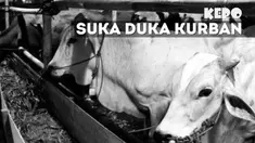 Kejadian gembira sekaligus menyedihkan terjadi saat beberapa orang ini merayakan Idul Adha.