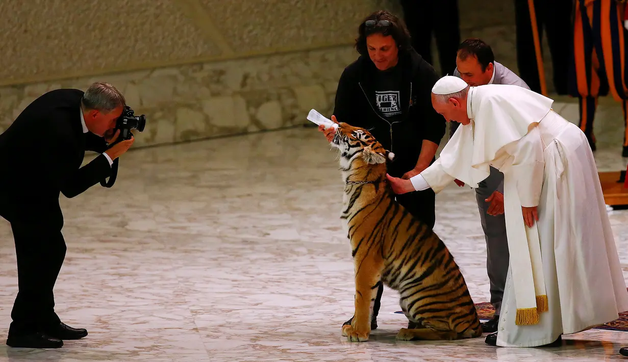 Paus Francis saat membelai seekor harimau di tengah acara sirkus jalanan yang digelar di Aula Paulus VI,Vatikan (16/6). Di sela-sela pertunjukan sirkus, Paus Francis diberi kesempatan memegang harimau. (REUTERS/Tony Gentile)