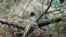 Seorang sniper bersembunyi di semak belukar selama latihan militer di Hualien, Taiwan timur, (30/1). Militer Taiwan memulai latihan gabungan dua hari untuk menunjukkan tekadnya untuk mempertahankan diri dari ancaman China. (AP Photo/Chiang Ying-ying)