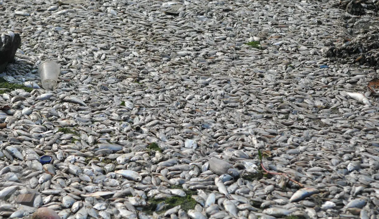 Ribuan ikan mati di sepanjang reklamasi pantai Ancol, Jakarta (30/11/2015). Ribuan ikan yang mati dan terdampar di pantai ini diduga akibat tercemar limbah industri. (Liputan6.com/Gempur M Surya)