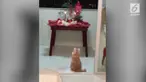 Seekor kucing tertangkap kamera melakukan gerakan sembahyang di kuil.