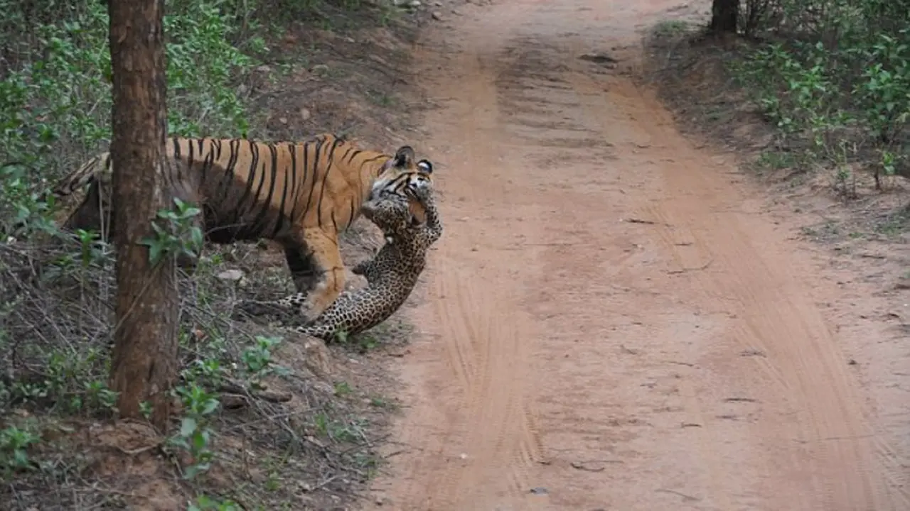 Hrimau Versus macan Tutul