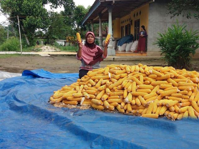 Panen Melimpah Kostratani Lampung Tengah Jamin Stok Jagung Aman Hingga September 2020 Bisnis Liputan6 