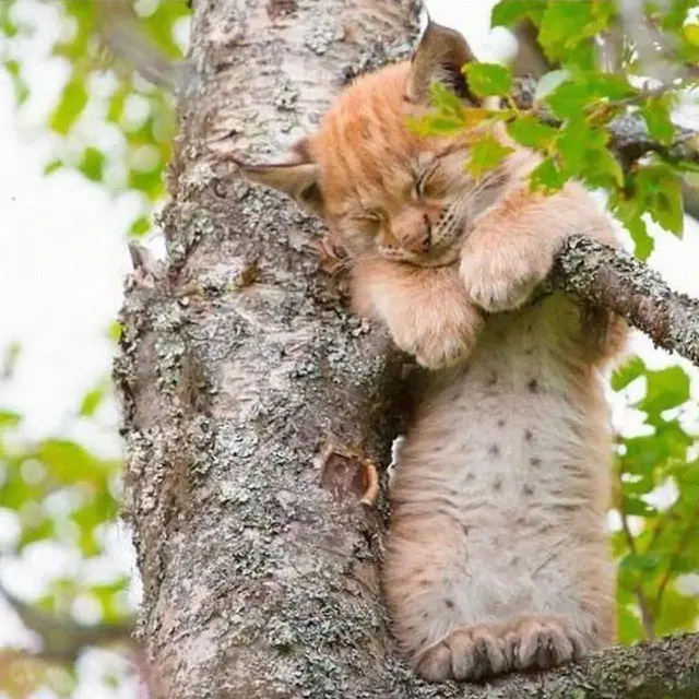 10 Potret Lucu Kucing di Atas Pohon, Ada yang Tidur Hingga Takut Ketinggian