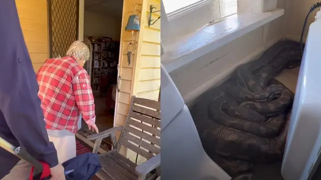 Ular piton kawin di dalam rumah
