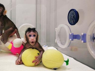 Gambar dari video tak bertanggal memperlihatkan dua monyet kloning, Zhong Zhong dan Hua Hua, berada dalam kandang di China. Mereka lahir dengan perbedaan waktu sekitar dua minggu namun memiliki genetik yang sama. (Handout/CHINESE ACADEMY OF SCIENCES/AFP)