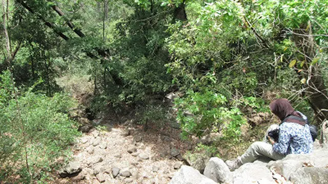 Kawasan Jurang Tangis di jalur jalan raya hutan Taman Nasional Baluran Situbondo (Istimewa)