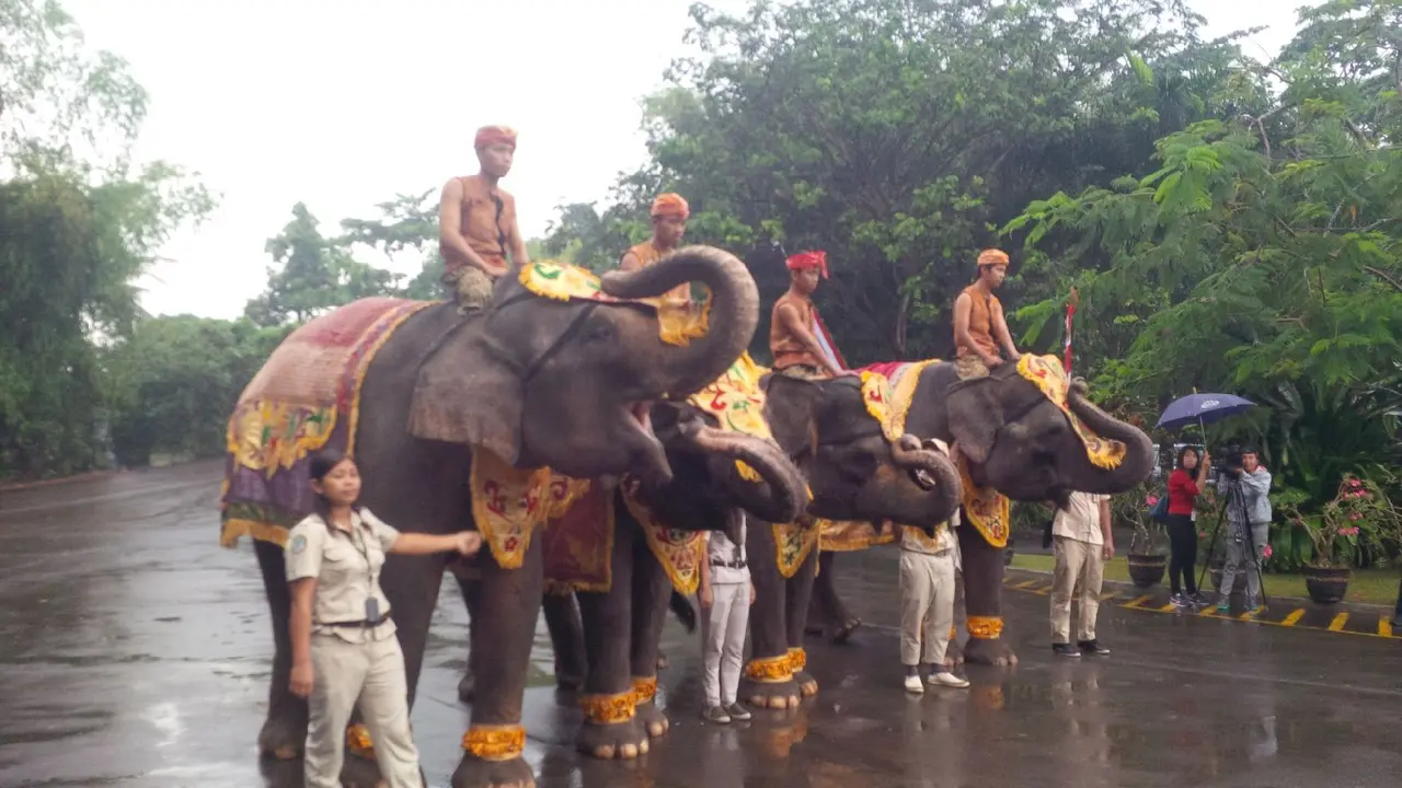 Gajah Pun Khidmat Ikuti Upacara HUT RI Ke-71