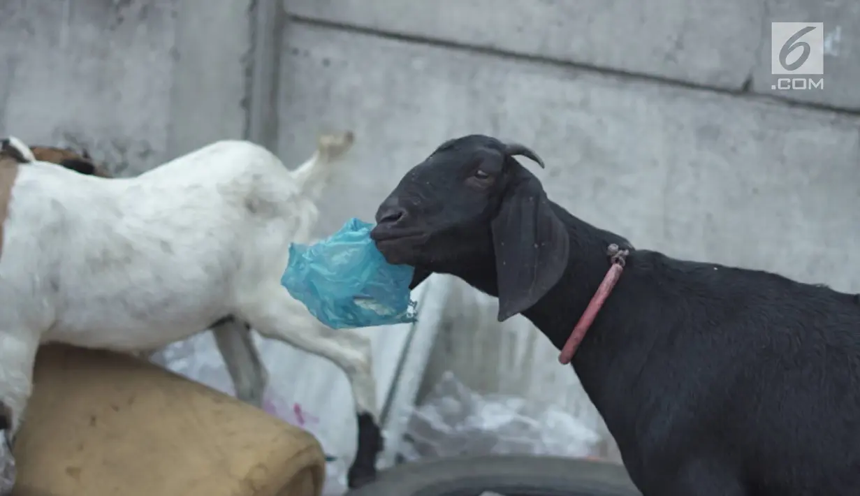 Seekor kambing memakanan sampah plastik di tempat pembuangan sampah di kawasan Sunter, Jakarta, Rabu (8/5). Sulitnya mencari rumput di Ibukota menyebabkan para peternak terpaksa membiarkan hewan-hewan tersebut mengais makanan tidak pada tempatnya. (Liputan6.com/Immanuel Antonius)