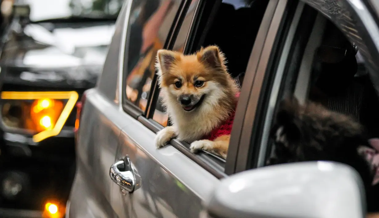 Seekor anjing peliharaan terlihat dalam mobil saat pemberkatan drive-thru hewan peliharaan di Manila, Filipina, 4 Oktober 2020. Pemberkatan drive-thru hewan peliharaan tersebut diadakan di tengah pandemi COVID-19 untuk merayakan Hari Hewan Sedunia setiap tanggal 4 Oktober. (Xinhua/Rouelle Umali)