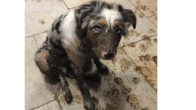 7 Tingkah Laku Nyeleneh Hewan Peliharaan Ini Bikin Geregetan