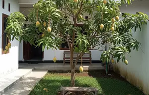 Jenis Pohon Mangga yang Cepat Berbuah. (Foto: AI)