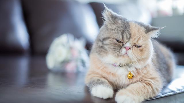12 Masalah Kesehatan yang Dialami Kucing, Waspadai Tanda-Tandanya
