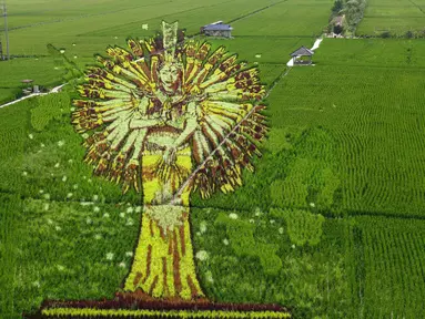 Pemandangan gambar dewa yang dibuat dari berbagai varietas padi di sawah di Shenyang, Provinsi Liaoning, China, 17 Agustus 2021. (STR/AFP)
