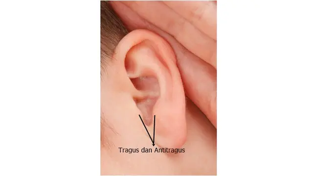 Tragus dan Antitragus