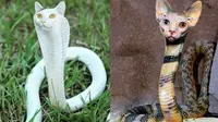 6 Editan Foto Ular Berkepala Kucing Ini Tampak Nyeleneh, Kocak