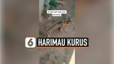 HARIMAU KURUS