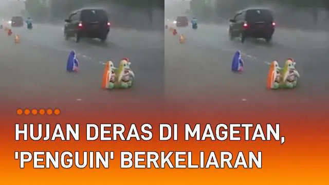 Sebuah pemandangan unik terekam kamera warga. Tampak hujan deras dan angin kencang menerjang Magetan, Jawa Timur. Namun di tengah cuaca buruk tersebut, terekam beberapa 'penguin' berkeliaran.