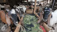 Sejumlah hewan kurban di kawasan Tanah Abang, Jakarta, Sabtu (3/9). Untuk harga Kambing dijual dengan harga Rp2,2-5,5 juta, sedangkan harga sapi Rp18-35 juta. (Liputan6.com/Yoppy Renato)