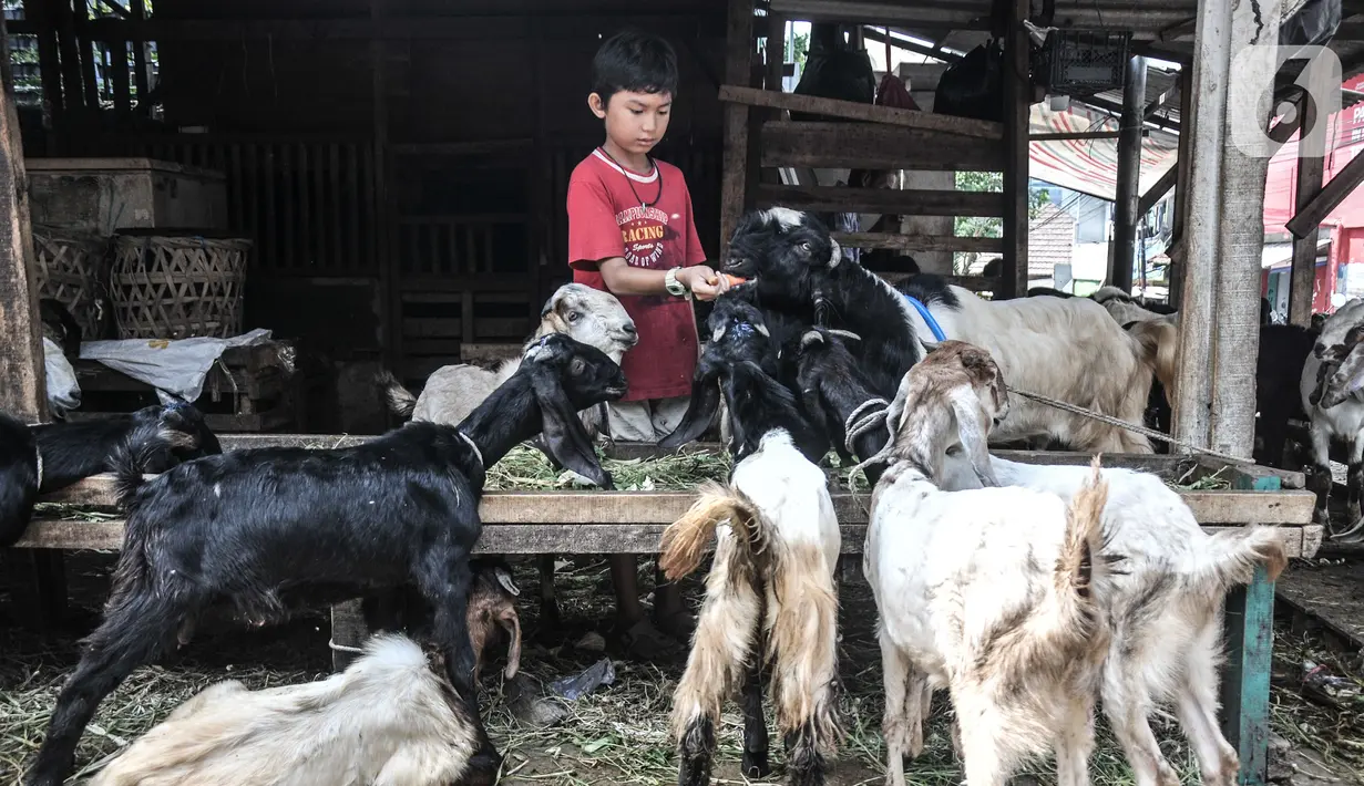 Seorang anak memberi makan kambing di Pasar Kambing, Tanah Abang, Jakarta, Selasa (6/7/2021). PPKM Darurat juga menyebabkan pengiriman hewan kurban dari luar kota terhambat sehingga stok kambing dan sapi terbatas. (merdeka.com/Iqbal S. Nugroho)