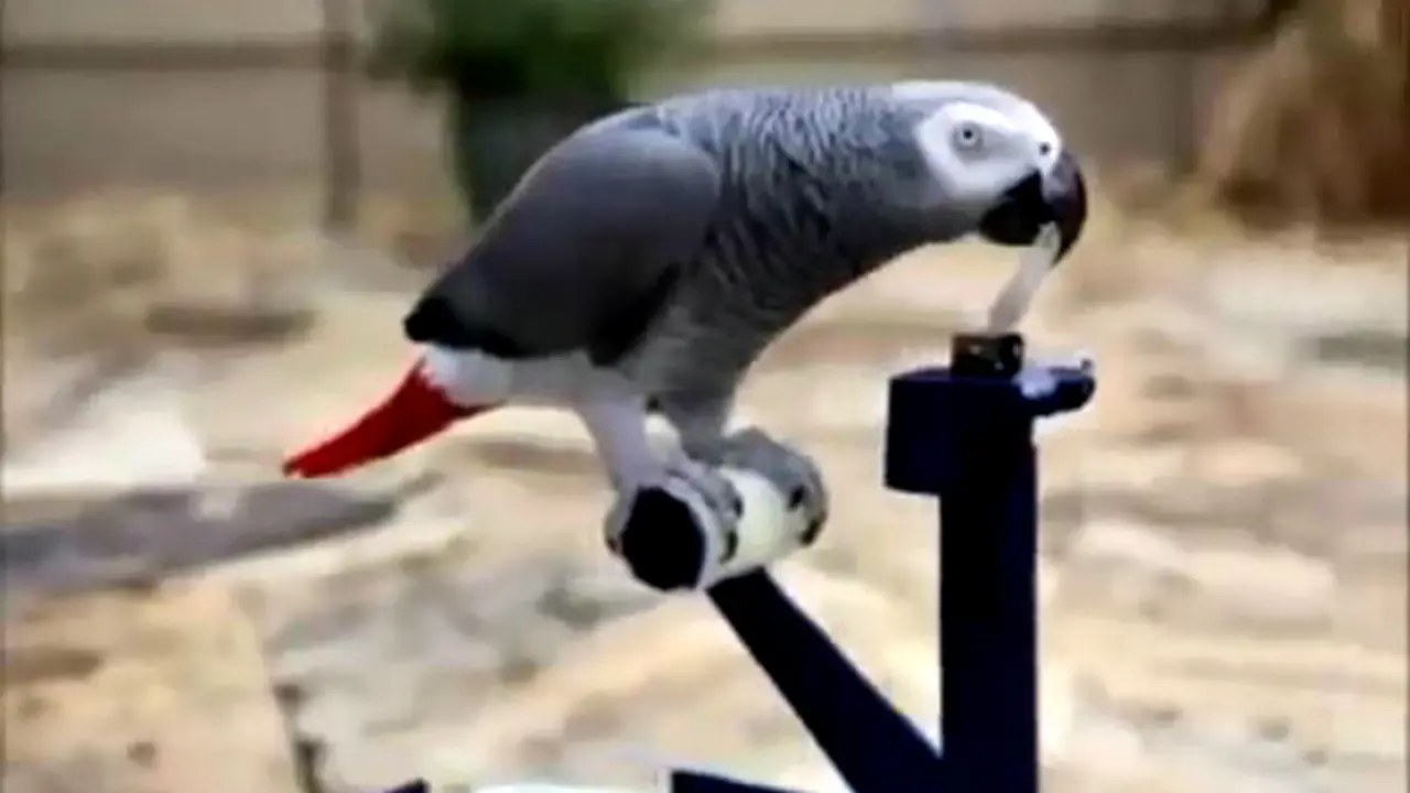 Burung Kakatua Cerdas Mengendarai Robot 